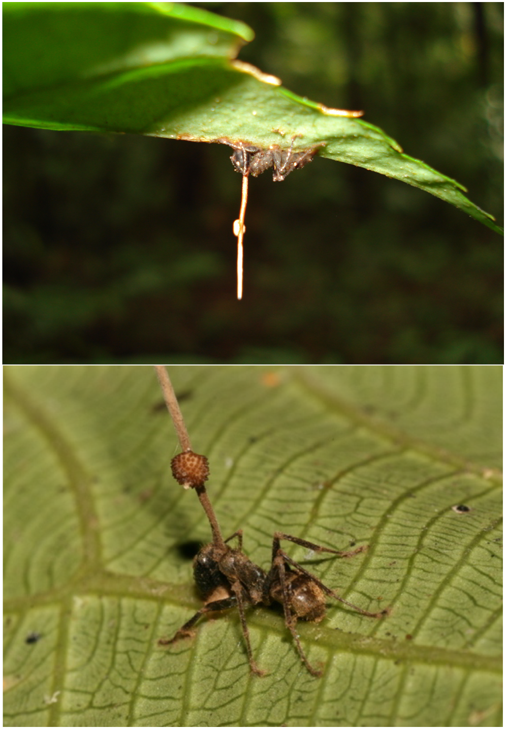Mind Controlling Fungi - Ophiocordyceps unilateralis
