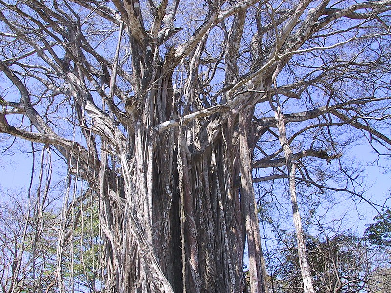 Strangler Fig