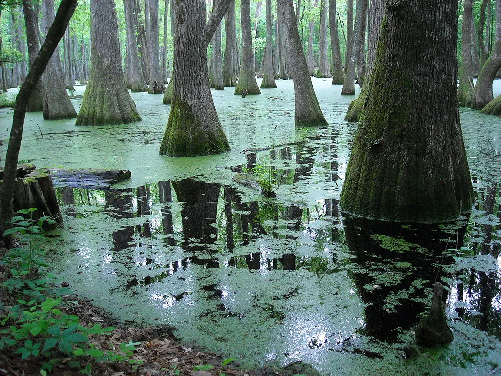 A close example of what might the Carboniferous Period would have looked around the time.