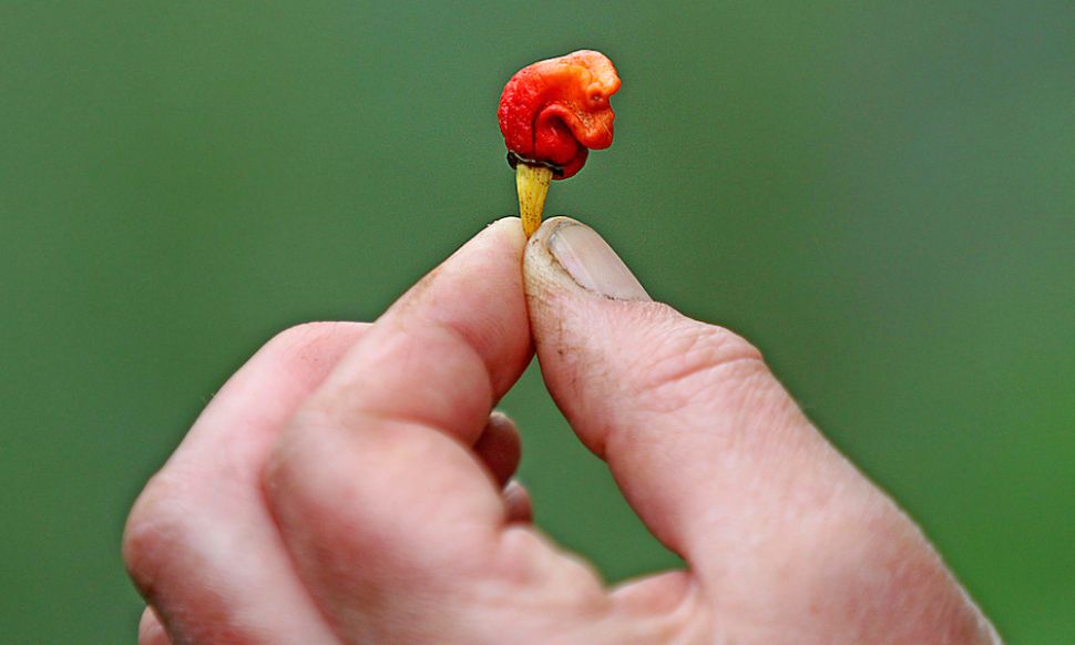 Dragon's Breath - Death By Chilli Pepper