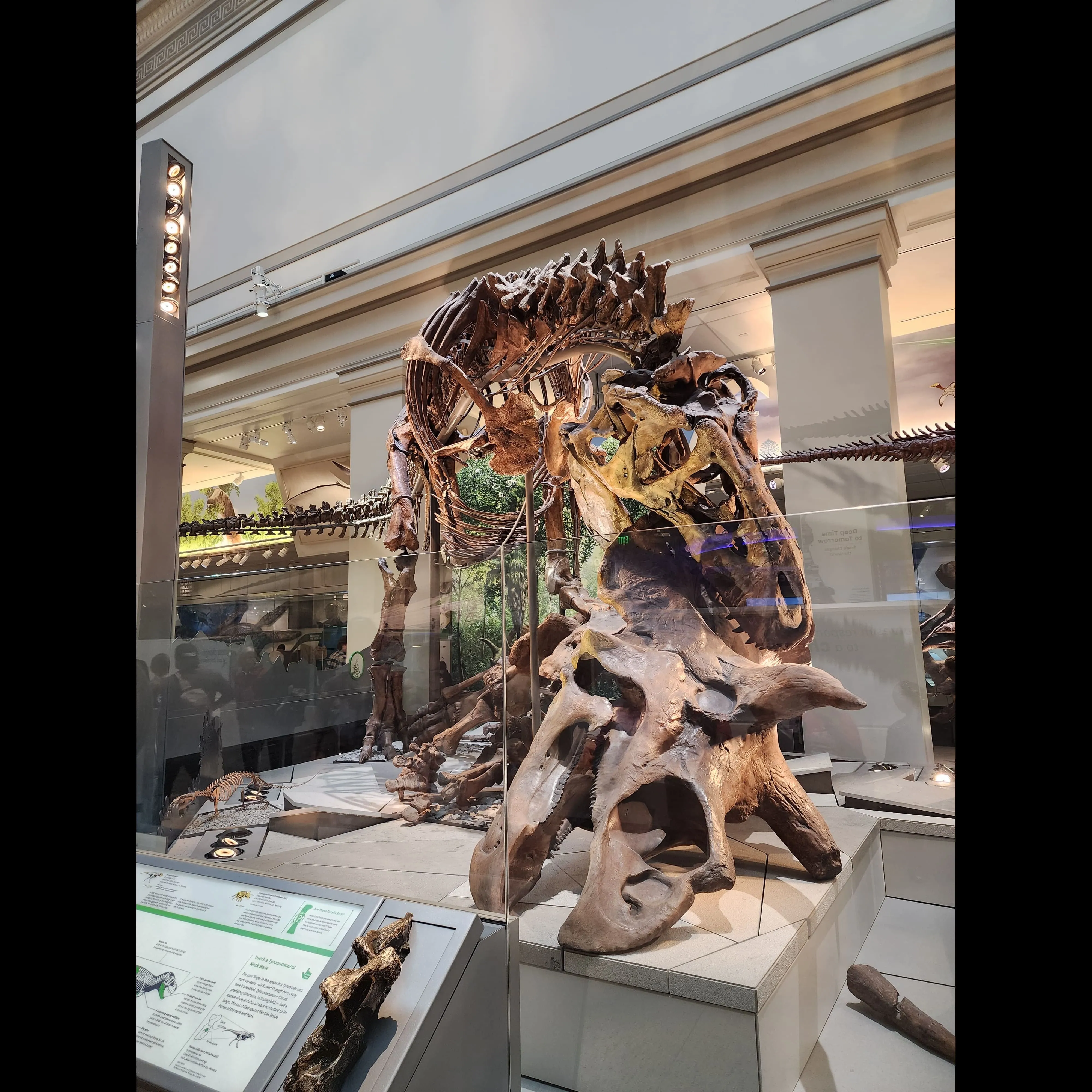 Dinosaur eating another at Smithsonian