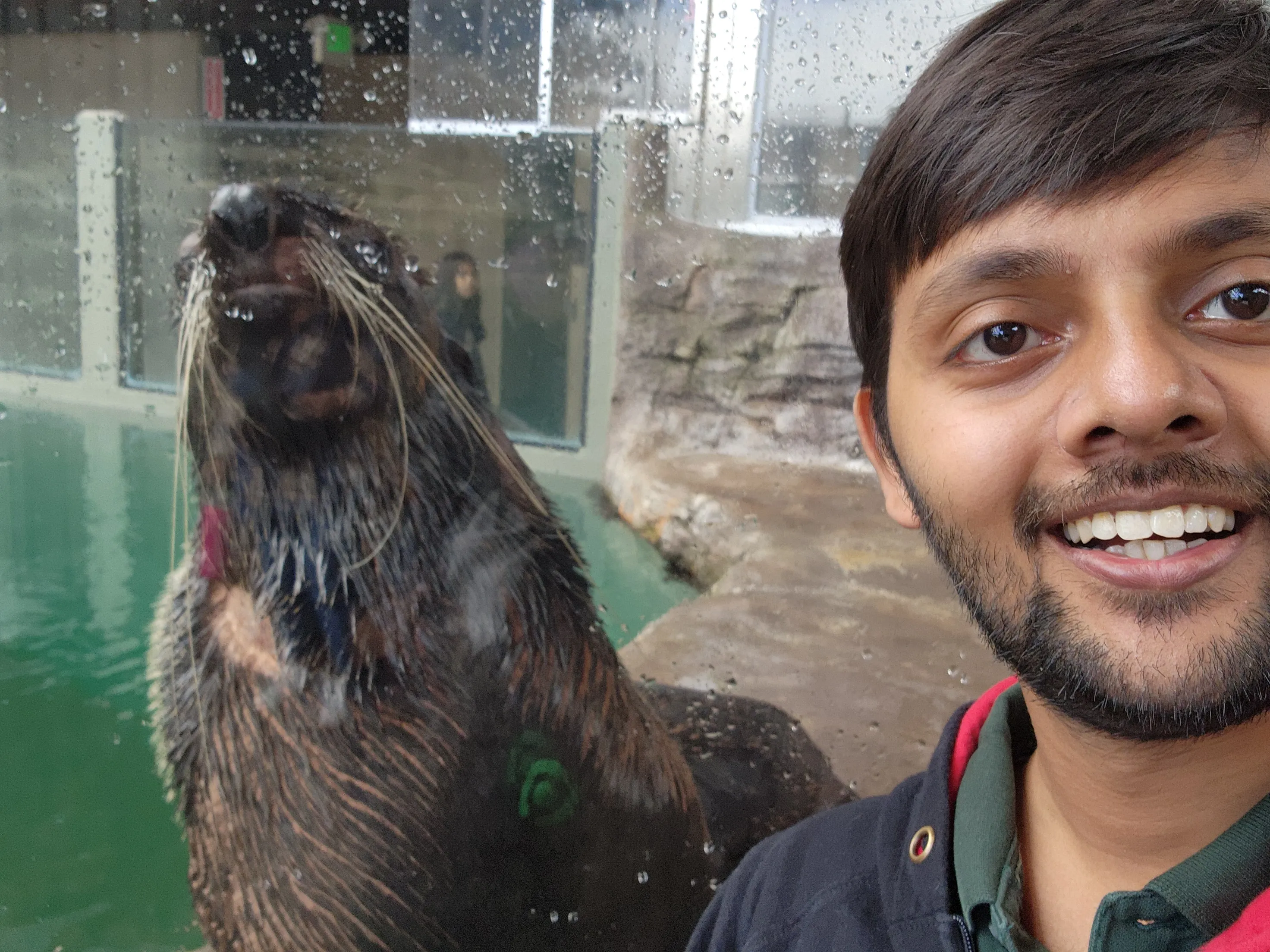 Seattle Aquarium Seal